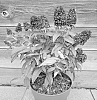 Buddleja%20davidii%20%27Botex%20010%27