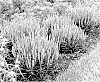 Veronica%20spicata%20%27Da%20Vinci%20Delight%27