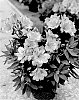 Alstroemeria%20hybrida%20%27Turcal139%27