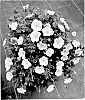 Geranium%20sanguineum%20%27MVNG1811%27