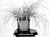 Cortaderia%20selloana%20%27Day3%27