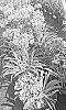Agapanthus%20hybrid%20%27ALTatomicage%27