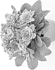 Primula%20elatior%20%27KERBELROSA%27