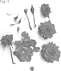 Rosa%20hybrida%20%27Poulpar136%27