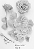 Rosa%20hybrida%20%27Poulvic002%27