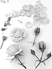 Rosa%20hybrida%20%27Poulty036%27