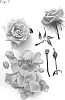 Rosa%20hybrida%20%27Poulpah126%27