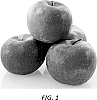 Malus%20domestica%20%27PremA047%27