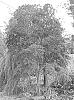 Acer%20palmatum%20%27Autken1%27