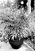 Mahonia%20eurybracteata%20%27HILLMAH%27