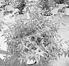Abelia%20mosanensis%20%27SMNAMW%27