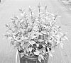 Diervilla%20x%20splendens%20%27SMNDSF%27