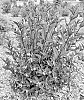 Diervilla%20x%20splendens%20X%20Diervilla%20rivularis%20%27SMNDSN%27