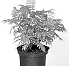 Sorbaria%20sorbifolia%20%27Hyfaria%27