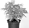 Sorbaria%20sorbifolia%20%27Hyfaria%27