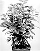 Prunus%20laurocerasus%20%27Frerichs%2001%27