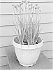 Allium%20schoenoprasum%20%27G22087%27