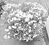 Phlox%20subulata%20%27Dophlolawhi%27