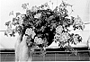 Geranium%20sanguineum%20%27MVNG1901%27