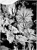 Begonia%20hybrid%20%27Neon%20Moon%27