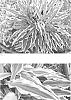 Hosta%20hybrid%20%28Tratt.%29%20%27Out%20of%20Time%27