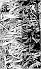 Aspidistra%20vietnamensis%20%27HANADO%20RAKU%20NO%201%27