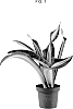 Sansevieria%20aubrytiana%20%27WHITE%20STAR%27