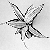 Sansevieria%20trifasciata%20%27Hansoti55%27
