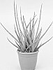 Sansevieria%20hybrid%20%27Hansoti60%27