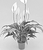 Spathiphyllum%20wallisii%20regel%20%27QUEENIE%27