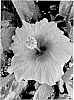 Hibiscus%20rosa-sinensis%20%27ALTpinky%27