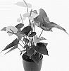 Anthurium%20andreanum%20%27AN2192908%27