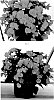 BEGONIA%20PLANT%20NAMED%20%27BEYZ0004%27