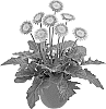 Gerbera%20hybrida%20%27Hilswebla%27