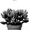 Crassula%20ovata%20%28Mill.%29%20Druce%20%27OVWOODS06%27