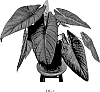 Alocasia%20hybrid%20%27Dragon%20Wings%27