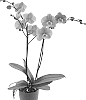 Phalaenopsis%20hybrida%20%27Bombshell%27