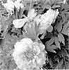 Paeonia%20hybrid%20%27Smithopus6%27