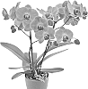 Phalaenopsis%20hybrida%20%27PHA895502%27