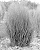 Panicum%20virgatum%20%28L.%29%20%27Half%20Pint%27