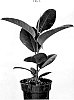 Ficus%20elastica%20Roxb.%20%27ESPE2006%27