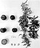 Prunus%20salicina%20%27SUPLUM65%27