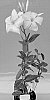 Mandevilla%20sanderi%20%27TVMD599%27