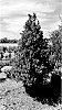 Ilex%20hybrida%20%27ROX%27