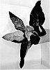 Philodendron%20hybrid%20%27RCM2%27