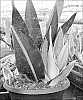 Sansevieria%20trifasciata%20%27HANSOTI59%27