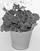 Pelargonium%20Plant%20Named%20%27KLEPZ24852%27