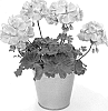 Pelargonium%20Plant%20Named%20%27KLEPZ24857%27