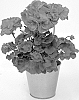 Pelargonium%20Plant%20Named%20%27KLEPZ24878%27