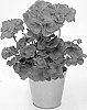 Pelargonium%20Plant%20Named%20%27KLEPZ24878%27